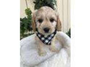 Cavapoo Puppy for sale in Sacramento, CA, USA