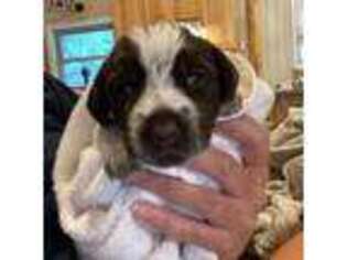 Wirehaired Pointing Griffon Puppy for sale in Pagosa Springs, CO, USA