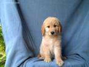 Goldendoodle Puppy for sale in Byron, MI, USA