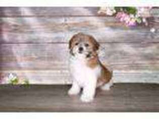 Bichon Frise Puppy for sale in Saint George, UT, USA