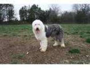 Old English Sheepdog Puppy for sale in Waldorf, MD, USA