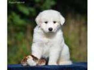 Great Pyrenees Puppy for sale in Tunkhannock, PA, USA