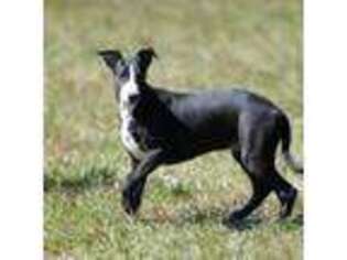 Whippet Puppy for sale in Lenoir City, TN, USA