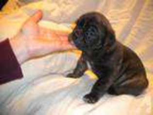 Olde English Bulldogge Puppy for sale in ATHENS, PA, USA
