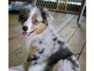 Miniature Australian Shepherd Puppy for sale in Defiance, MO, USA