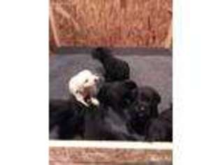 Labrador Retriever Puppy for sale in Queen Creek, AZ, USA
