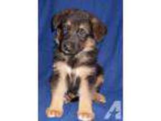 German Shepherd Dog Puppy for sale in PORT ANGELES, WA, USA