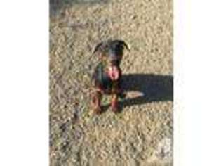 Doberman Pinscher Puppy for sale in ESPARTO, CA, USA