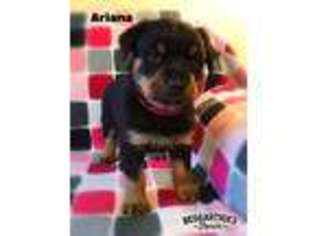 Rottweiler Puppy for sale in Williamsburg, KY, USA