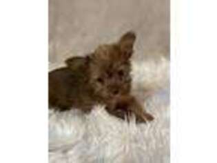 Yorkshire Terrier Puppy for sale in Evansville, IN, USA