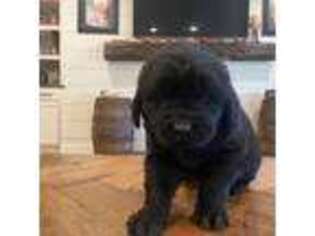 Newfoundland Puppy for sale in Guthrie, KY, USA