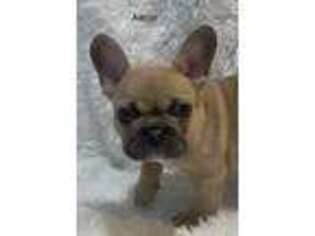 French Bulldog Puppy for sale in Roscoe, IL, USA