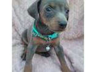 Doberman Pinscher Puppy for sale in Athens, OH, USA