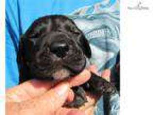 Great Dane Puppy for sale in Montgomery, AL, USA