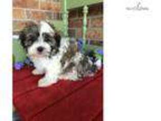 Mal-Shi Puppy for sale in Topeka, KS, USA