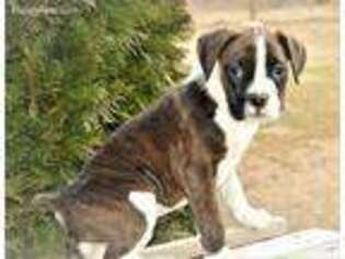 Boxer Puppy for sale in Pine City, MN, USA