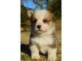 Pembroke Welsh Corgi Puppy for sale in Milburn, OK, USA