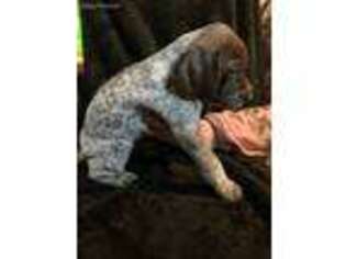 German Shorthaired Pointer Puppy for sale in Council Bluffs, IA, USA