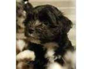 Havanese Puppy for sale in Saint Marys, PA, USA