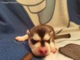 Siberian Husky Puppy for sale in Peoria, AZ, USA