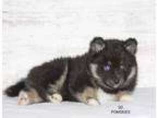Mutt Puppy for sale in Big Stone City, SD, USA
