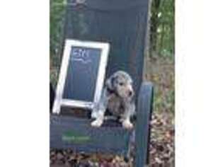 Great Dane Puppy for sale in La Follette, TN, USA