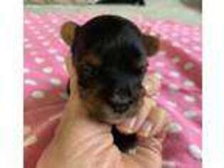 Yorkshire Terrier Puppy for sale in Salida, CO, USA