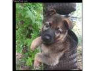 German Shepherd Dog Puppy for sale in Douglasville, GA, USA