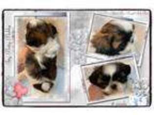 Mutt Puppy for sale in Fleetwood, NC, USA
