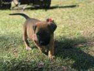 Mastiff Puppy for sale in Apalachicola, FL, USA