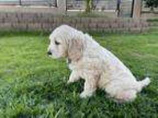 Goldendoodle Puppy for sale in Antelope, CA, USA