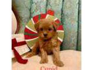 Mutt Puppy for sale in Murrieta, CA, USA