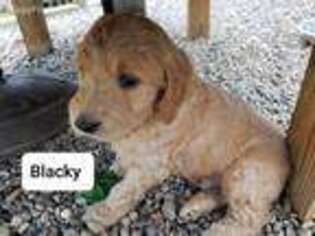 Goldendoodle Puppy for sale in Big Island, VA, USA