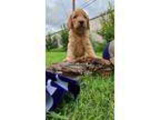 Goldendoodle Puppy for sale in Vernon, TX, USA