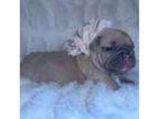 French Bulldog Puppy for sale in Greenwood, SC, USA