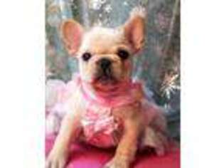 French Bulldog Puppy for sale in Lamar, MO, USA