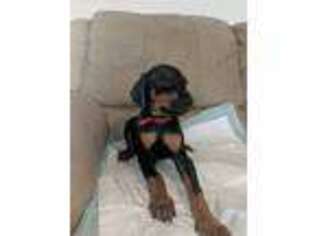 Doberman Pinscher Puppy for sale in Evans, CO, USA