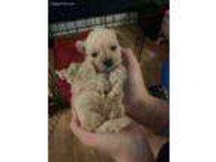 Shih-Poo Puppy for sale in Hartselle, AL, USA