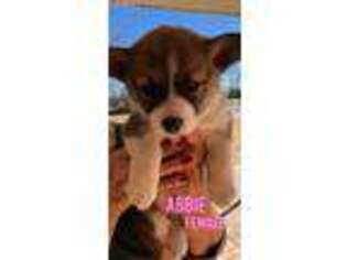 Pembroke Welsh Corgi Puppy for sale in Clyde, TX, USA
