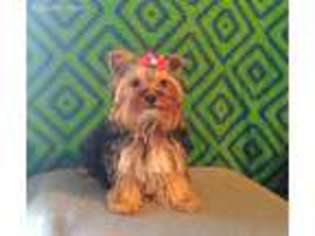 Yorkshire Terrier Puppy for sale in Winston Salem, NC, USA