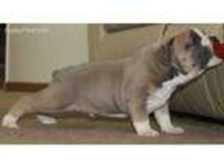 Olde English Bulldogge Puppy for sale in Madison, WI, USA