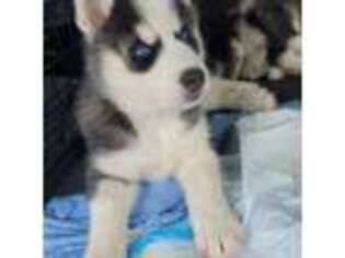 Siberian Husky Puppy for sale in Somerville, MA, USA