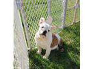 Bulldog Puppy for sale in Afton, IA, USA