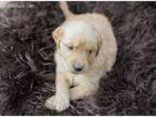 Golden Retriever Puppy for sale in Troy, AL, USA