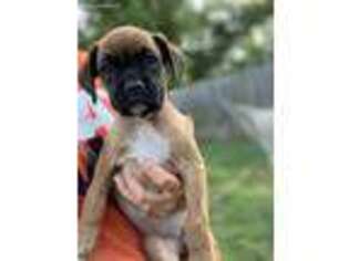 Boxer Puppy for sale in Liverpool, NY, USA