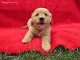 Golden Retriever Puppy for sale in Walhonding, OH, USA