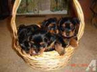 Yorkshire Terrier Puppy for sale in MIDLAND, VA, USA