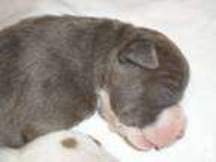 American Pit Bull Terrier Puppy for sale in ANTIOCH, CA, USA