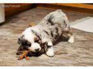 Miniature Australian Shepherd Puppy for sale in Findlay, OH, USA