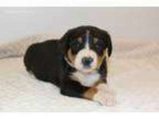 Greater Swiss Mountain Dog Puppy for sale in North English, IA, USA